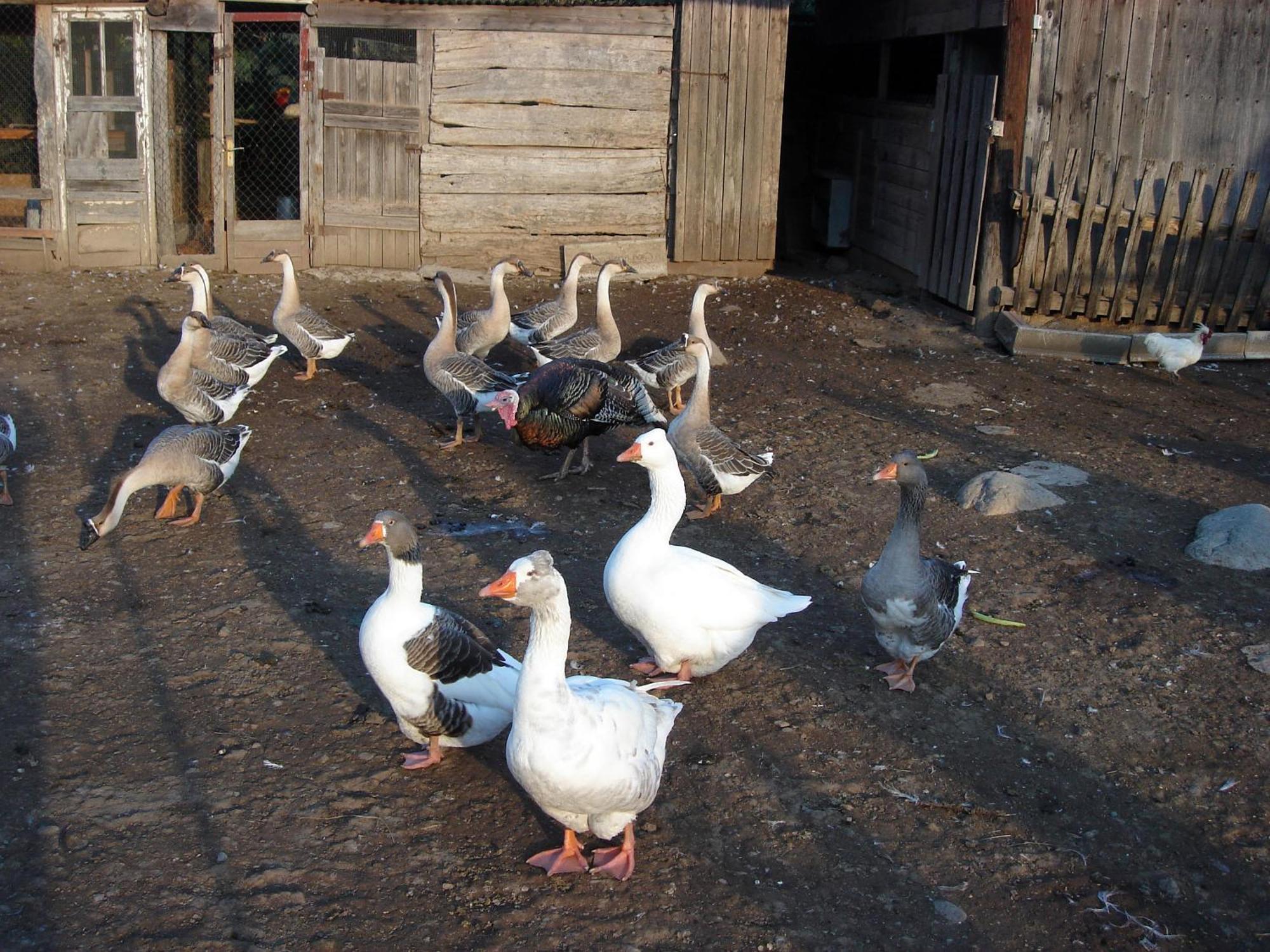 Casa Rural Can Jepet La Cellera de Ter ภายนอก รูปภาพ