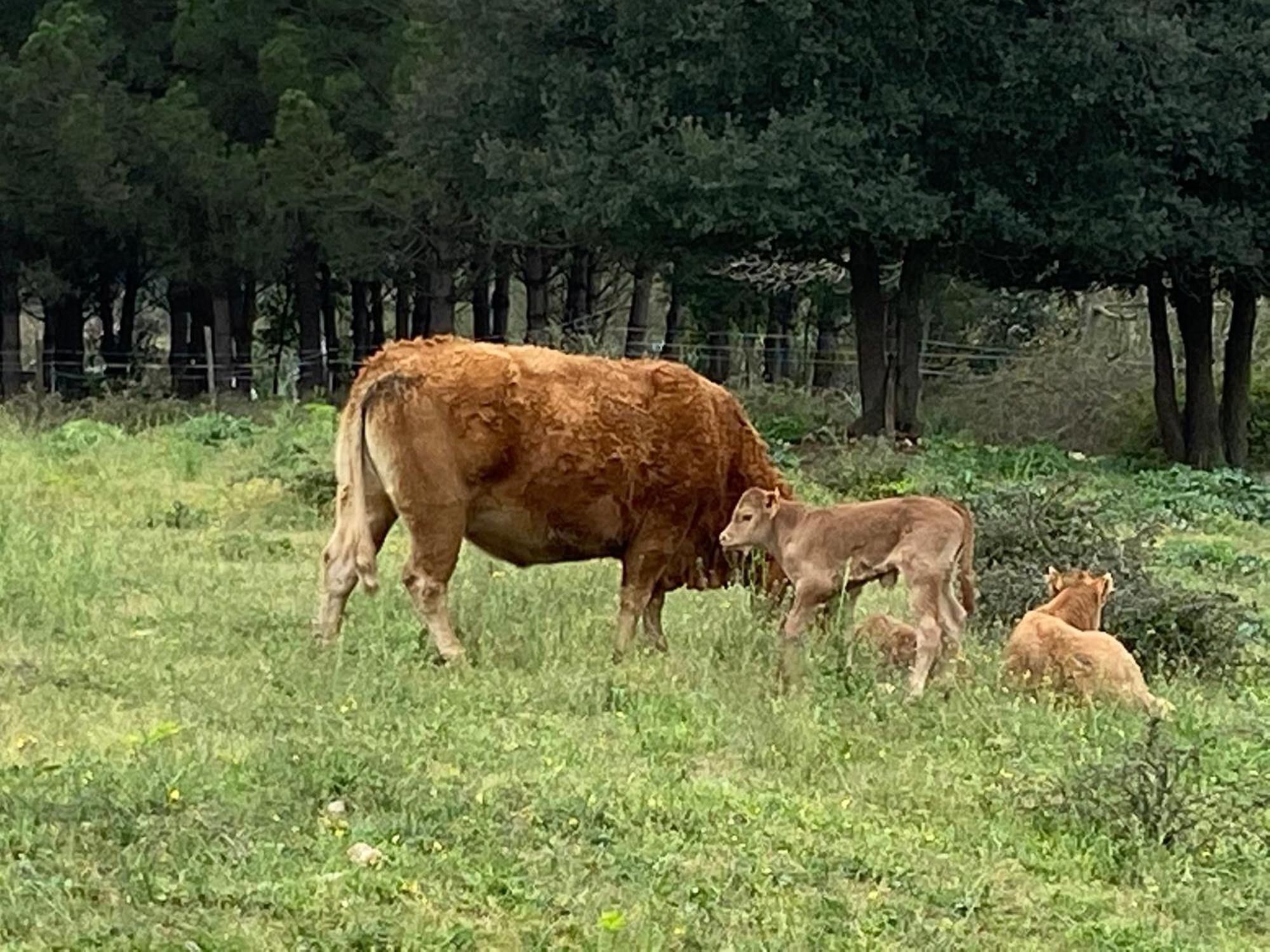 Casa Rural Can Jepet La Cellera de Ter ภายนอก รูปภาพ